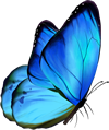 mariposa