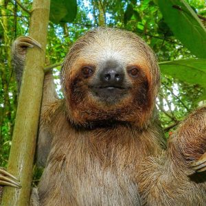 Faultier-Tour - SlothTour - fauna