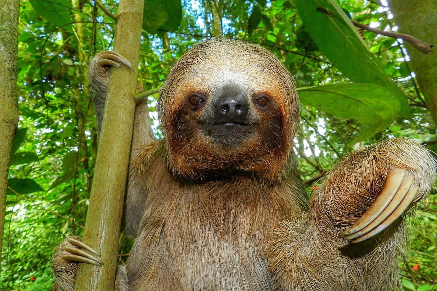 Faultier-Tour - SlothTour - fauna