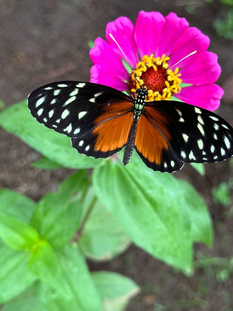 Butterfly Garden - Arenal Oasis