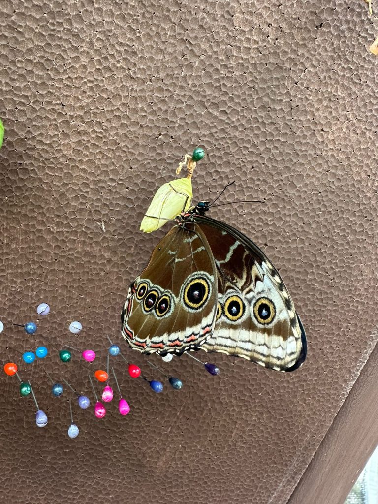 Butterfly Garden - Arenal Oasis