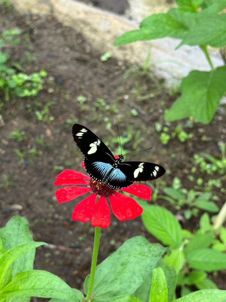Butterfly Garden - Arenal Oasis