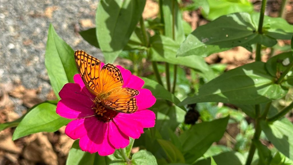 Butterfly Garden - Arenal Oasis